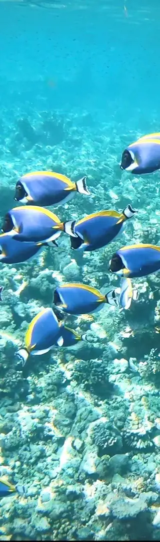 Die unglaubliche Unterwasserwelt